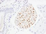 MafA Antibody in Immunohistochemistry (Paraffin) (IHC (P))