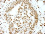 ERF Antibody in Immunohistochemistry (Paraffin) (IHC (P))