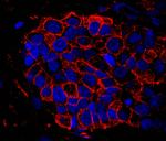 IQGAP1 Antibody in Immunohistochemistry (Paraffin) (IHC (P))