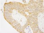 cAbl Antibody in Immunohistochemistry (Paraffin) (IHC (P))