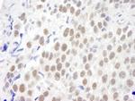 KIAA0082 Antibody in Immunohistochemistry (Paraffin) (IHC (P))