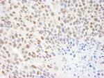 KIAA0082 Antibody in Immunohistochemistry (Paraffin) (IHC (P))