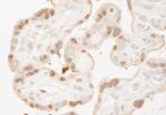 MST1-2/STK3-4 Antibody in Immunohistochemistry (Paraffin) (IHC (P))