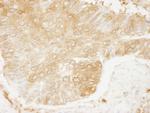 RanBP1 Antibody in Immunohistochemistry (Paraffin) (IHC (P))