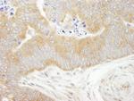 eIF2alpha/EIF2S1 Antibody in Immunohistochemistry (Paraffin) (IHC (P))