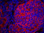 eIF2alpha/EIF2S1 Antibody in Immunohistochemistry (Paraffin) (IHC (P))