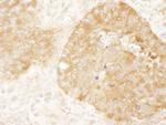 eIF2alpha/EIF2S1 Antibody in Immunohistochemistry (Paraffin) (IHC (P))