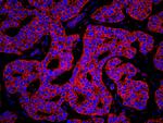 KARS Antibody in Immunohistochemistry (Paraffin) (IHC (P))