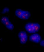 PAF49 Antibody in Immunocytochemistry (ICC/IF)