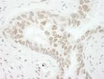 PAF49 Antibody in Immunohistochemistry (Paraffin) (IHC (P))