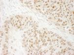 G9A/EHMT2 Antibody in Immunohistochemistry (Paraffin) (IHC (P))