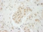 USP33 Antibody in Immunohistochemistry (Paraffin) (IHC (P))