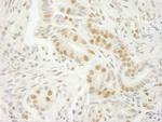 U2AF35 Antibody in Immunohistochemistry (Paraffin) (IHC (P))