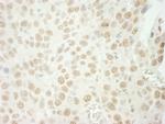 U2AF35 Antibody in Immunohistochemistry (Paraffin) (IHC (P))