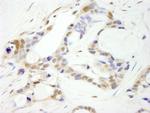 CPSF100 Antibody in Immunohistochemistry (Paraffin) (IHC (P))