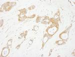 OSR1 Antibody in Immunohistochemistry (Paraffin) (IHC (P))