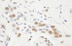 NF-YA Antibody in Immunohistochemistry (Paraffin) (IHC (P))