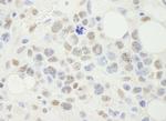 NF-YA Antibody in Immunohistochemistry (Paraffin) (IHC (P))