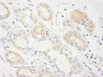 eIF2A Antibody in Immunohistochemistry (Paraffin) (IHC (P))