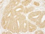 eIF2A Antibody in Immunohistochemistry (Paraffin) (IHC (P))