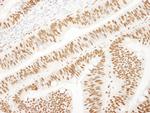 KSRP Antibody in Immunohistochemistry (Paraffin) (IHC (P))