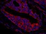 CNOT3 Antibody in Immunohistochemistry (Paraffin) (IHC (P))