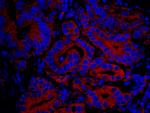 IP3R3 Antibody in Immunohistochemistry (Paraffin) (IHC (P))