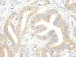 IP3R3 Antibody in Immunohistochemistry (Paraffin) (IHC (P))