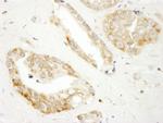 DOCK4 Antibody in Immunohistochemistry (Paraffin) (IHC (P))