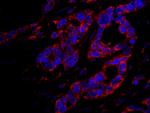 DOCK4 Antibody in Immunohistochemistry (Paraffin) (IHC (P))