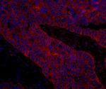 eIF3B/EIF3S9 Antibody in Immunohistochemistry (Paraffin) (IHC (P))