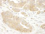 eIF3B/EIF3S9 Antibody in Immunohistochemistry (Paraffin) (IHC (P))