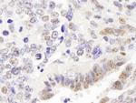 p66alpha Antibody in Immunohistochemistry (Paraffin) (IHC (P))