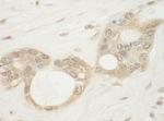 WDR5 Antibody in Immunohistochemistry (Paraffin) (IHC (P))