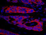 SPAK Antibody in Immunohistochemistry (Paraffin) (IHC (P))