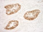 Vinculin Antibody in Immunohistochemistry (Paraffin) (IHC (P))