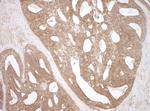 NEDD4L Antibody in Immunohistochemistry (Paraffin) (IHC (P))