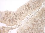 JMY Antibody in Immunohistochemistry (Paraffin) (IHC (P))