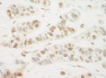 MED13L Antibody in Immunohistochemistry (Paraffin) (IHC (P))