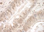 EYA3 Antibody in Immunohistochemistry (Paraffin) (IHC (P))