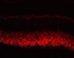 Connexin 36 Antibody in Immunohistochemistry (IHC)