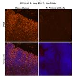 PCNA Antibody in Immunohistochemistry (Paraffin) (IHC (P))