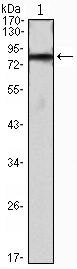 IHOG Antibody in Western Blot (WB)