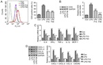 CXCL2 Antibody in Western Blot (WB)