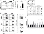 IL-17A Antibody in Flow Cytometry (Flow)