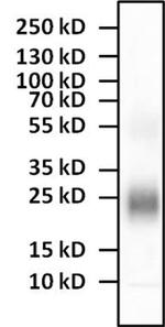 IL-4 Antibody in Western Blot (WB)