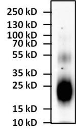 IL-4 Antibody in Western Blot (WB)