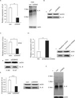 IL-4 Antibody in Western Blot (WB)