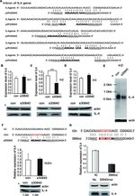 IL-4 Antibody in Western Blot (WB)