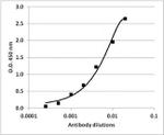 IL-6 Antibody in ELISA (ELISA)